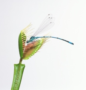 tanaman dionaea (venus flytrap)