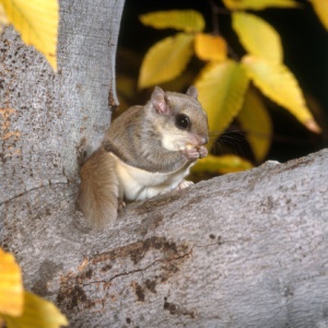 Southern flying squirrel (Glaucomys volans) 