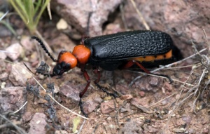 Blister Beetle (Lytta magister)