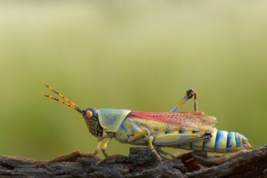 Colored grasshopper