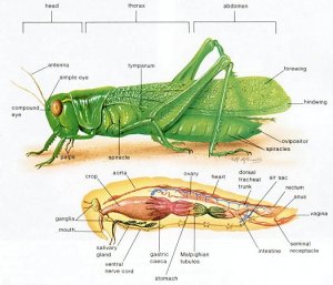 gambar anatomi belalang