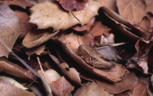 belalang berkamuflase di antara daun kering