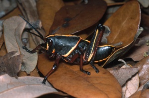 Large eastern lubber grasshopper (Romalea microptera)