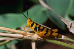 Leopard Grasshopper (Stropis maculosa)