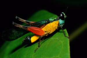 rainforest grasshopper