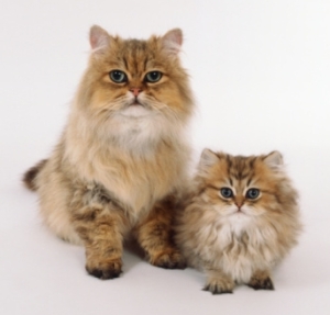 Persian Cat (Golden)