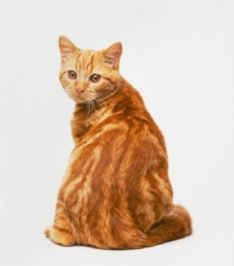 Red Tabby