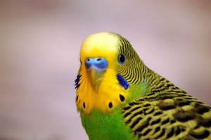 burung parkit jantan, ditandai dengan warna kebiruan pa
