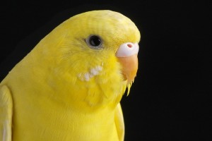 burung parkit kuning