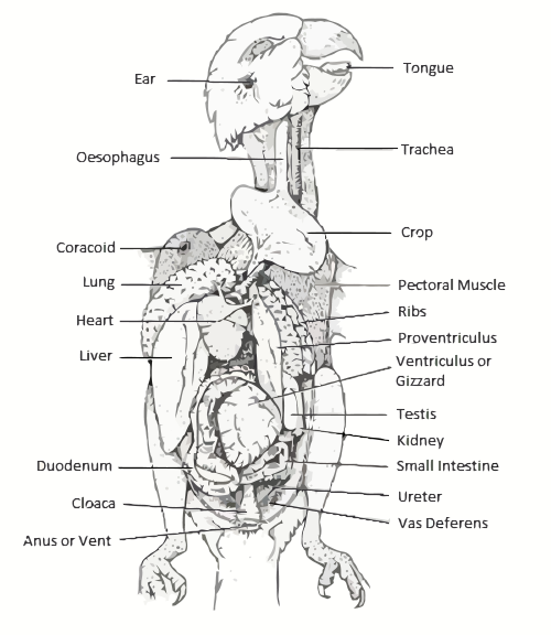 gambar anatomi burung parkit