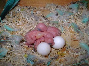 telur dan bayi burung parkit