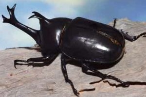 Kumbang Badak Jepang (Allomyrina dichotoma)