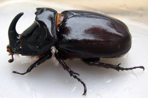 Kumbang Badak (Oryctes nasicornis)