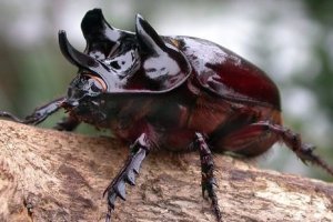Kumbang Banteng (Strategus aloeus)