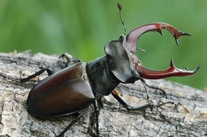 Kumbang Capit (Lucanus cervus)