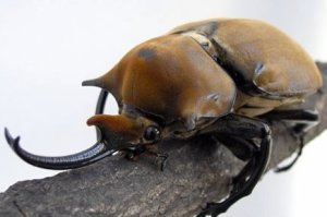 Kumbang Gajah (Megasoma elephas)