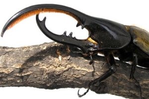 Kumbang Hercules (Dynastes hercules)