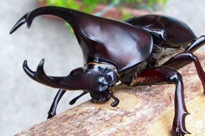 Kumbang Kelapa (Xylotrupes gideon)