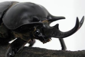 Kumbang Tanduk (Megasoma actaeon)