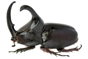 Kumbang Tanduk (Enema pan)
