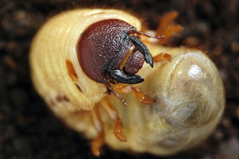 http://adearisandi.files.wordpress.com/2012/09/gambar-larva-kumbang-badak.jpg