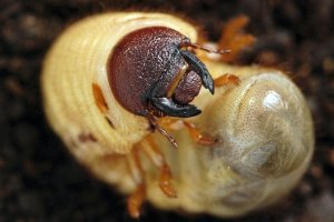 Larva Kumbang Tanduk