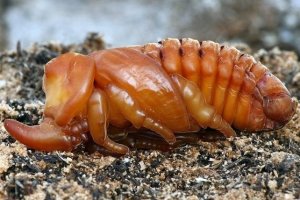Pupa Kumbang Tanduk