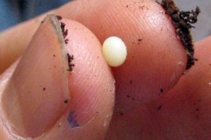 Telur Kumbang Tanduk