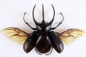 Kumbang Tanduk (Chalcosoma atlas)