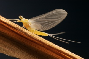 lalat capung (mayfly), serangga dengan umur terpendek di dunia