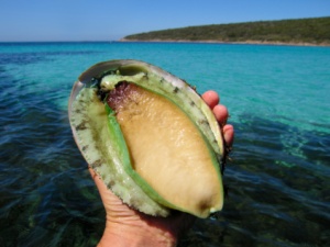 abalon bibir hijau