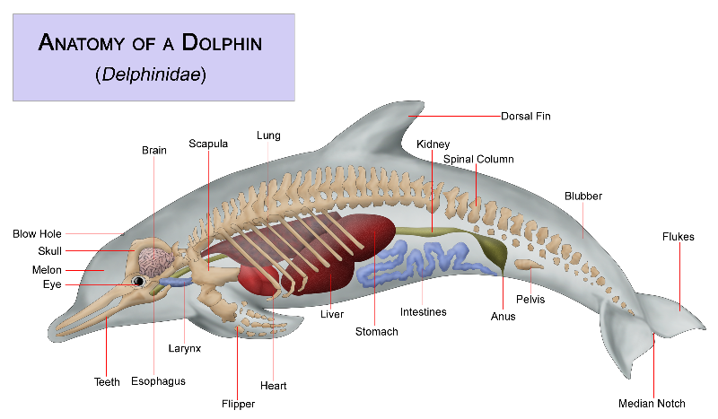 Cara hewan lumba-lumba berkembangbiak dengan sebagai air Paus dan