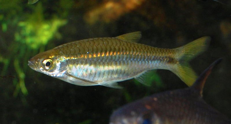 Ikan Rasbora
