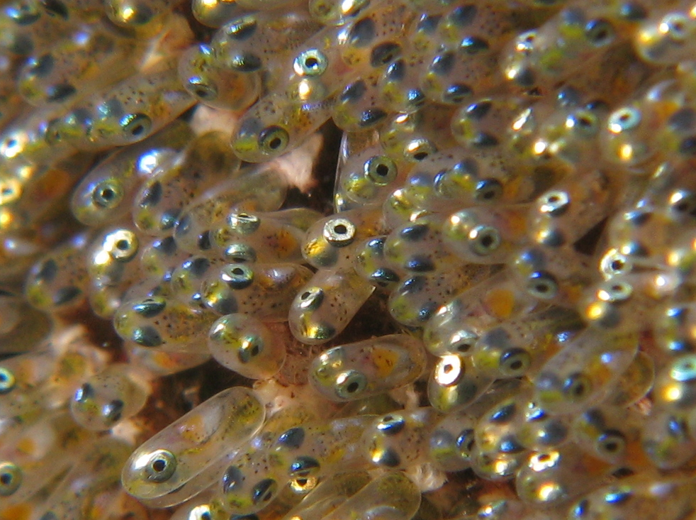 Рыба откладывающая икру в моллюске