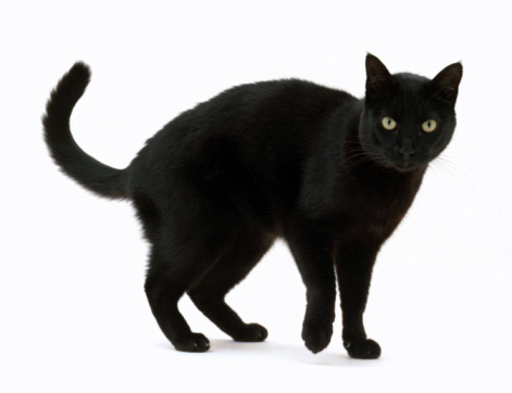 Kucing Hitam submited images.