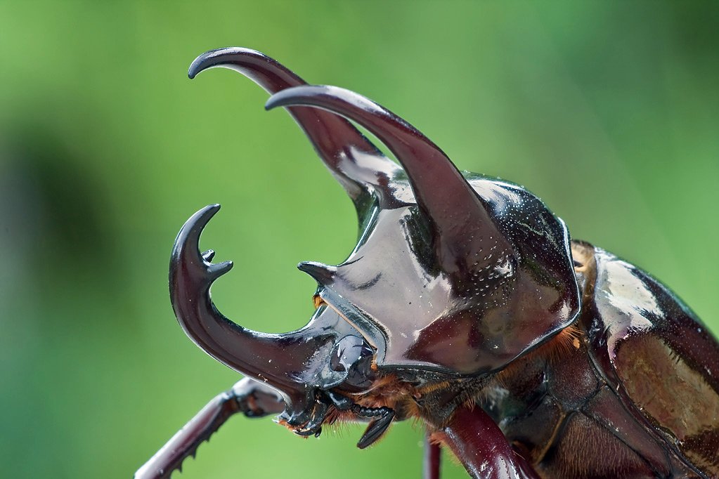 Kumbang Tanduk Adearisandi s Blog